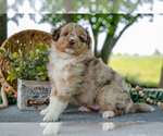 Small #3 Miniature Australian Shepherd