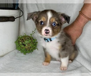 Miniature Australian Shepherd Puppy for sale in ANNISTON, AL, USA