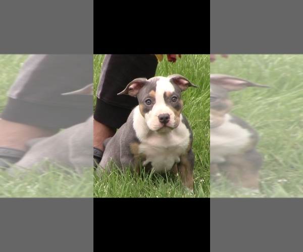 Medium Photo #1 American Bully Puppy For Sale in SPANISH LAKE, MO, USA