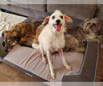 Small #3 Jack Russell Terrier-Poodle (Standard) Mix