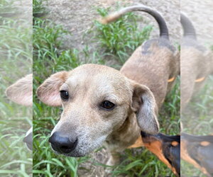 Cruella - Female Dachshund-Unknown Mix Dog for Adoption - Photo #3