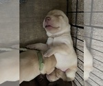 Small Photo #15 Labrador Retriever Puppy For Sale in ASHEVILLE, NC, USA