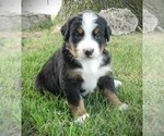 Puppy Dawson Bernese Mountain Dog