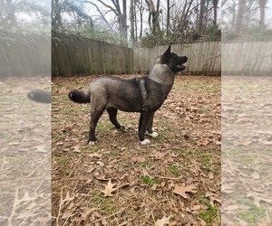 Akita Puppy for Sale in MEM, Tennessee USA