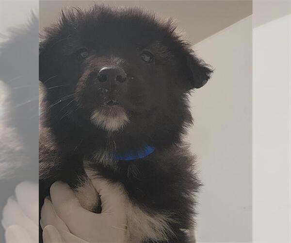 Medium Photo #1 German Shepherd Dog-Great Pyrenees Mix Puppy For Sale in Bakersfield, CA, USA