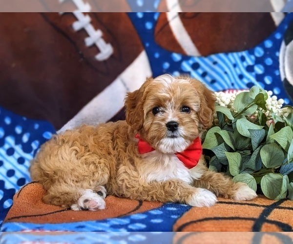 Medium Photo #6 Cavapoo Puppy For Sale in ATGLEN, PA, USA