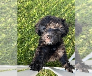Maltipoo Puppy for sale in BRUNSWICK, GA, USA