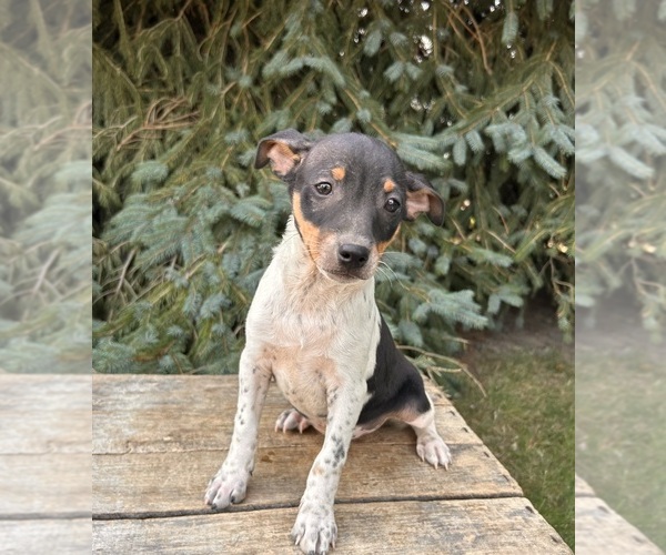 Medium Photo #3 Rat Terrier Puppy For Sale in MIDDLEBURY, IN, USA