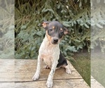 Small #2 Rat Terrier