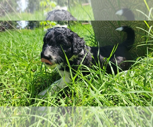 Medium Photo #8 Aussiedoodle Puppy For Sale in CONWAY, SC, USA