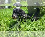 Small #7 Aussiedoodle