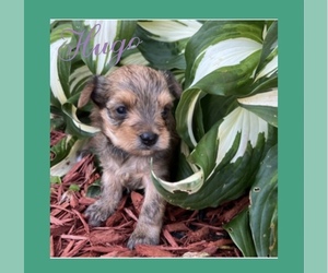 YorkiePoo Puppy for sale in BRUNSWICK, OH, USA