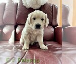 Small Photo #11 English Cream Golden Retriever Puppy For Sale in BLUE HILL, ME, USA