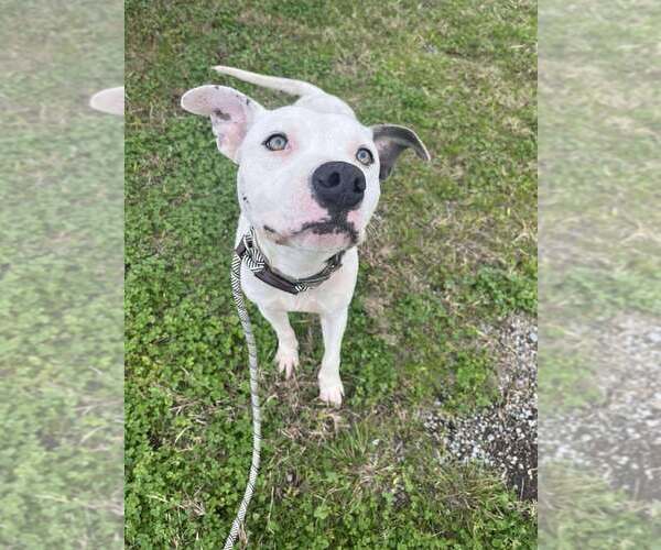 Medium Photo #1 Mutt Puppy For Sale in Abbeville, LA, USA
