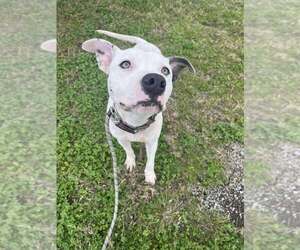 Mutt Dogs for adoption in Abbeville, LA, USA