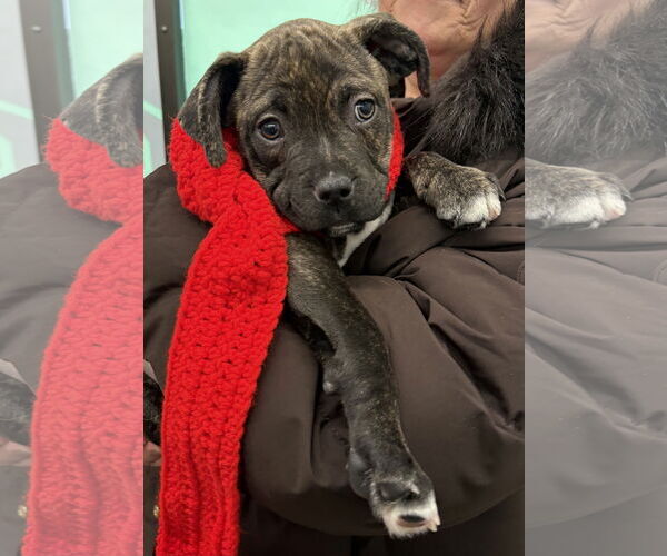 Medium Photo #6 Mutt Puppy For Sale in Clarkston, MI, USA