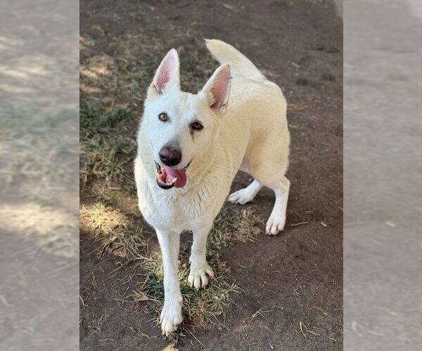 Medium Photo #1 German Shepherd Dog Puppy For Sale in Riverside, CA, USA