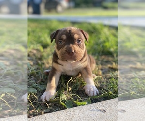 American Bully Puppy for sale in MORNING VIEW, KY, USA