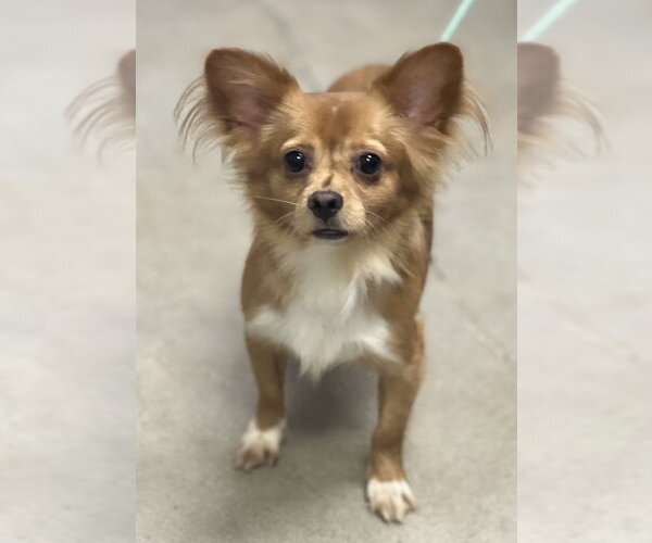 Medium Photo #3 Papillon-Unknown Mix Puppy For Sale in Dana Point, CA, USA