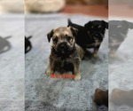 Small Pug Mix