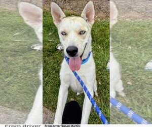 Siberian Husky Dogs for adoption in Mt. Laurel, NJ, USA