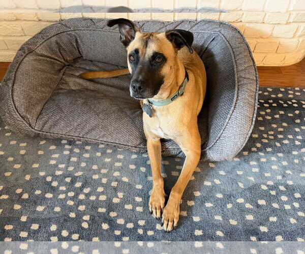 Medium Photo #4 Boxer-Unknown Mix Puppy For Sale in Stevens Point, WI, USA