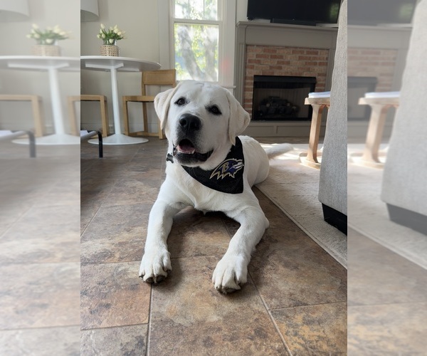 Medium Photo #4 Labrador Retriever Puppy For Sale in LOUISBURG, NC, USA