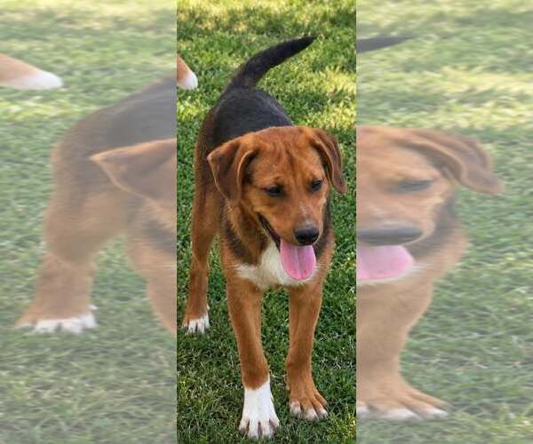 Medium Photo #1 Mutt Puppy For Sale in Frenchburg, KY, USA