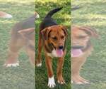 Jack - Male Mutt Dog for Adoption - Small photo