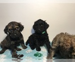 Small Photo #14 Poodle (Standard) Puppy For Sale in ELMWOOD, WI, USA