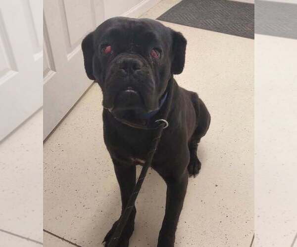 Medium Photo #1 Bullmastiff-Unknown Mix Puppy For Sale in Evansville, IN, USA