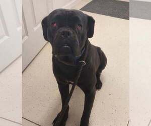 Bullmastiff-Unknown Mix Dogs for adoption in Evansville, IN, USA