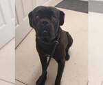 Small Bullmastiff Mix
