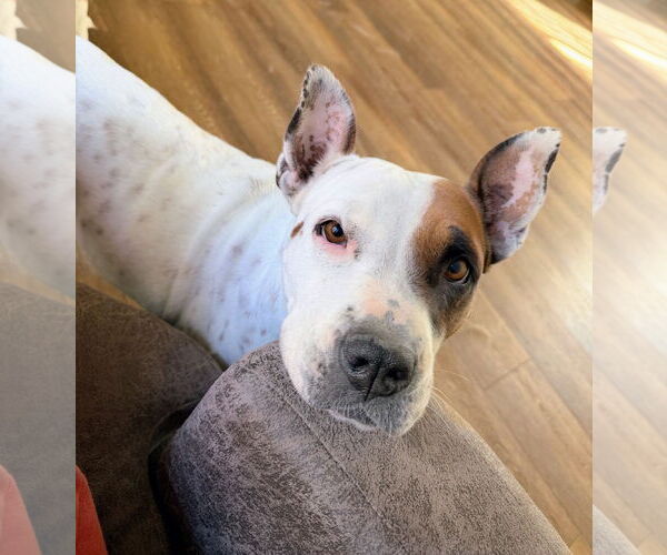 Medium Photo #1 American Pit Bull Terrier-Unknown Mix Puppy For Sale in Sandy, UT, USA