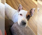 Small American Pit Bull Terrier Mix