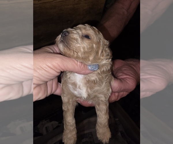 Medium Photo #5 Poodle (Toy) Puppy For Sale in DYERSBURG, TN, USA