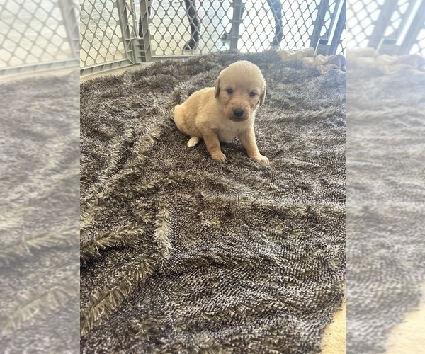 Medium Photo #29 Labradoodle Puppy For Sale in KIRKSVILLE, MO, USA