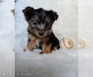 Yorkshire Terrier Puppy for sale in LOWELL, MA, USA