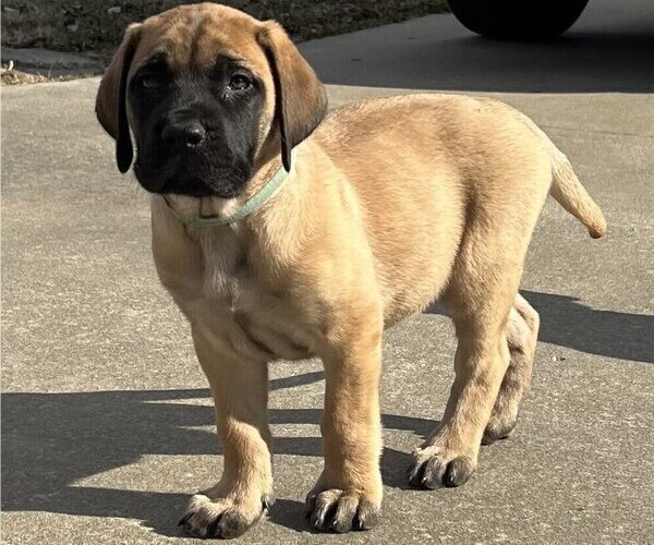 Medium Photo #3 Mastiff Puppy For Sale in BIXBY, OK, USA