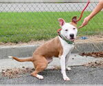 Small #15 American Pit Bull Terrier