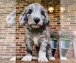 Small #4 Aussiedoodle