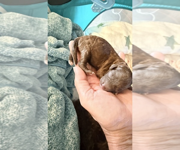 Medium Photo #1 Poodle (Miniature) Puppy For Sale in FORT MYERS, FL, USA