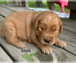 Golden Retriever Puppy for sale in CONCORDIA, MO, USA
