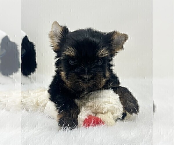 Medium Photo #1 Yorkshire Terrier Puppy For Sale in MIAMI BEACH, FL, USA