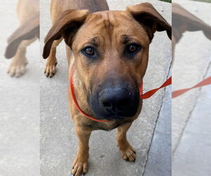 Labrador Retriever Dogs for adoption in Fayetteville, NC, USA