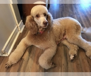 Mother of the Goldendoodle puppies born on 09/12/2019