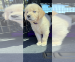 Small Photo #6 Golden Retriever Puppy For Sale in MERCED, CA, USA