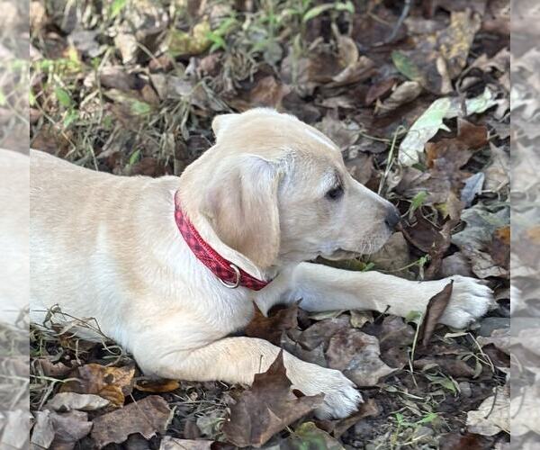 Medium Photo #4 Labrador Retriever-Unknown Mix Puppy For Sale in Mechanicsburg, PA, USA