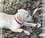 Small #3 Labrador Retriever Mix