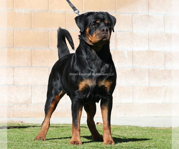 Full screen Photo #1 Rottweiler Puppy For Sale in FONTANA, CA, USA